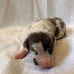 Hot Pink Girl - Harlequin female Great Dane puppy in Albertville, Alabama from Wild Willow Danes