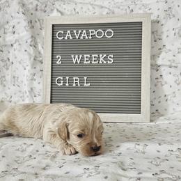 Cavapoo, Cockapoo, Goldendoodle, and Maltipoo Puppies from Perdue Puppies