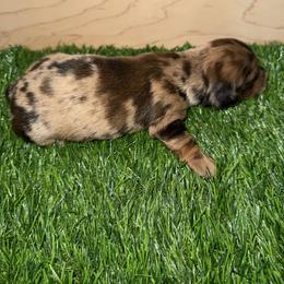 Dapple Girl - Dapple female Dachshund puppy in Apopka, Florida from The HotDog Stand