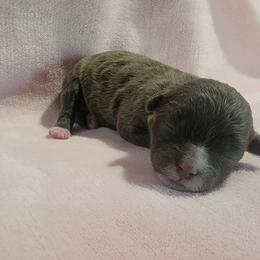 Truvy - Brown and white female Shichon puppy in St. Johns, Florida from Log Cabin Teddy Bears
