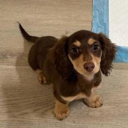 Hazel - Chocolate and cream female Dachshund puppy in Bakersfield, California from Pretty Dachshunds 661