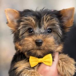 Boomer - Black and gold male Shorkie puppy in Midland, Texas from Southern Yorkie Pies