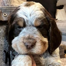 TBD - English Springer Spaniel