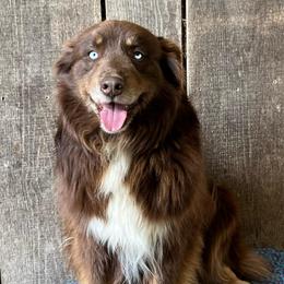 Diesel - Australian Shepherd
