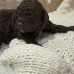 Boy2 - Chocolate male Goldendoodle puppy in Stratford, New Jersey from Meadow Lark Doodles