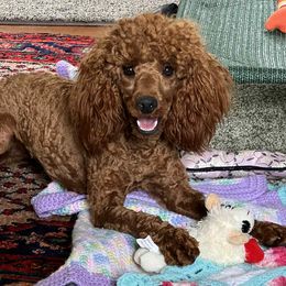Ashley - Poodle