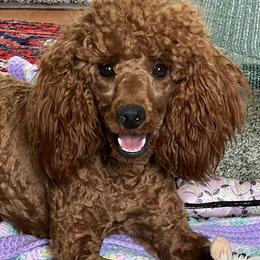 Ashley - Poodle
