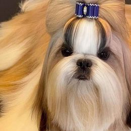 Shih Tzus from Manuel Estevez