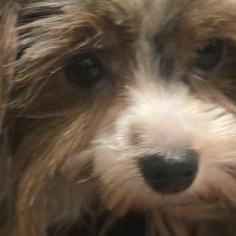 Marley - Yorkshire Terrier