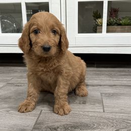 Pink - Apricot female Goldendoodle puppy in Bakersfield, California from Lavish Doodles