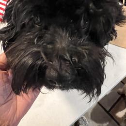 AKC Count Von  Count - Black male Havanese puppy in North Richland Hills, Texas from A Royal Havanese Court