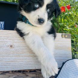 Miniature Australian Shepherd Puppies from DLT MiniAussie
