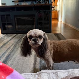 Nala - Red female Shih Tzu puppy in Delta, Colorado from Wachowicz Shihtzu