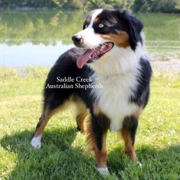 Australian Shepherd Puppies from Saddle Creek Australian Shepherds