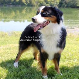 Australian Shepherd Puppies from Saddle Creek Australian Shepherds