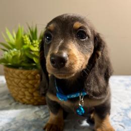 AKC - KENNY - Blue and tan male Dachshund puppy in Omaha, Nebraska from Colorful Dachshunds