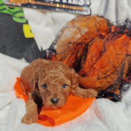 Atlas - Red male Cavapoo puppy in Dallas, Texas from Halo's Heroes Doodles
