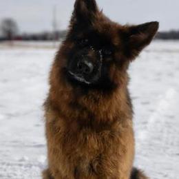 German Shepherds from Heaven’s Angels