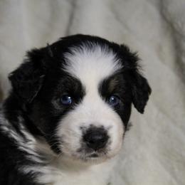 Rocker - Black tri-color male Australian Shepherd puppy in Canyon Lake, Texas from Cascade Australian Shepherds