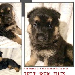 German Shepherd Puppies from Mountain Kraft K9 Kennel