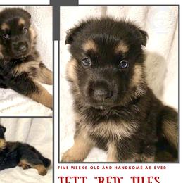 German Shepherd Puppies from Mountain Kraft K9 Kennel