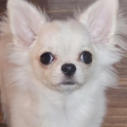 Boy 1 - male Chihuahua puppy in Brooklyn, New York from Nadezhda's Chihuahuas