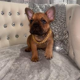 Biggie - Fawn male French Bulldog puppy in Fort Wayne, Indiana from Jack & Ruby's Frenchies