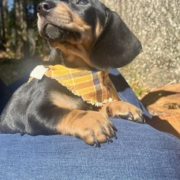 Dachshund Puppies from Snarky Doxy Miniature Dachshunds