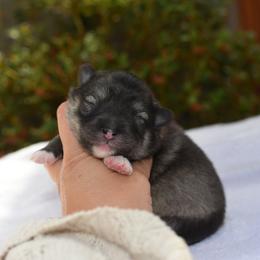 Kiva - Wolf sable female Pomsky puppy in Coos Bay, Oregon from Ocean View Pomskies