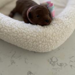 Poodle Puppies from Pups and Paws Toy Poodles