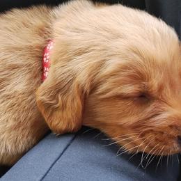 Red - Dark golden male Golden Retriever puppy in Davisboro, Georgia from Ginger Snap Golden Retrievers