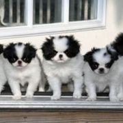 Japanese Chin Puppies from Willowood Dog Kennel
