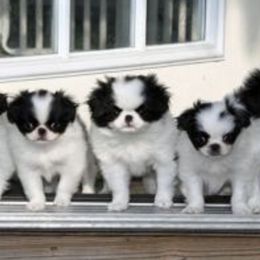 Japanese Chin Puppies from Willowood Dog Kennel