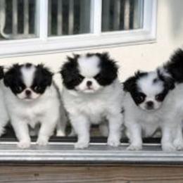 Japanese Chin Puppies from Willowood Dog Kennel