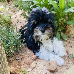 Rhysand AKC Champion Sired - Black tan and white male Biewer Terrier puppy in Iva, South Carolina from Petit Bijou