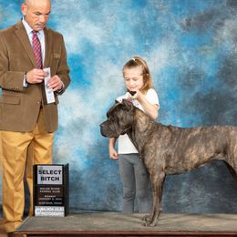 Berlin - Cane Corso