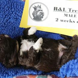 Lagotto Romagnolo Puppies from Royal and Loyal Lagotto Romagnolo