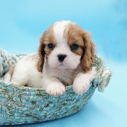 Boy 1 - Cavalier King Charles Spaniel puppy from Capall Cavaliers
