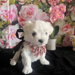 Assorted Doodle Crosses, Maltese, and Poodle Puppies from House of Poodles