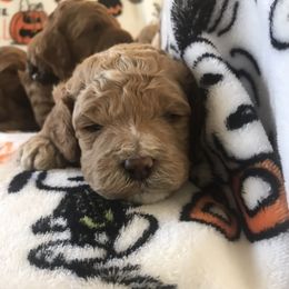Australian Labradoodle Puppies from Wild Daisy Labradoodles