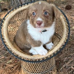 Orange collar - Liver and white male American Corgi puppy in Nashville, Arkansas from Whisenhunt Farms