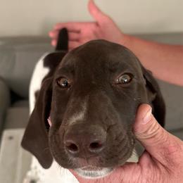 Pink - White and liver female German Shorthaired Pointer puppy in Paso Robles, California from DragonPoint Gun Dogs