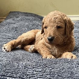 Levi - Cafe au lait male Poodle puppy in Gallatin, Tennessee from BRosie 9  Standard Poodles