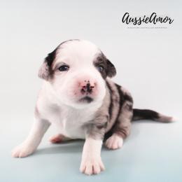 Bi Blue Merle 1 Long tail 2 blue eyes - Blue merle male Miniature Australian Shepherd puppy in Pinehurst, Texas from Aussie Amor