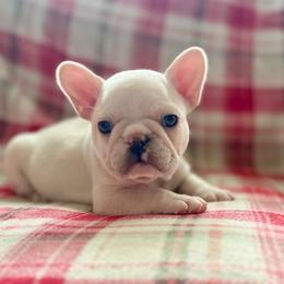 Bugs - Cream male French Bulldog puppy in Greeley, Colorado from Mandy Moon French Bulldogs