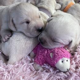 Labrador Retriever Puppies from Sugarpine Labradors