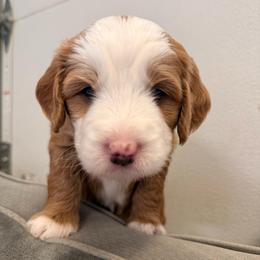 Azalea - Red female Bernedoodle puppy in Irmo, South Carolina from Palmetto Bernedoodles Boutique