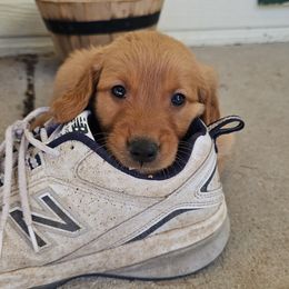 Jackson - blue collar - Dark golden male Golden Retriever puppy in Cheyenne, Wyoming from Battlemountain Kennels
