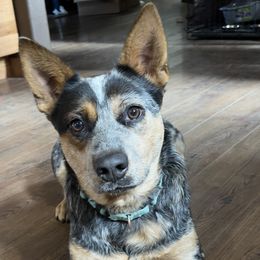 Hazel - Australian Cattle Dog