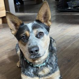 Hazel - Australian Cattle Dog